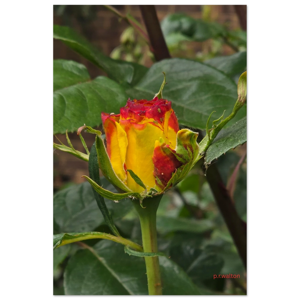 9d74ddff-48d5-46da-b90e-6a679c833e7b
