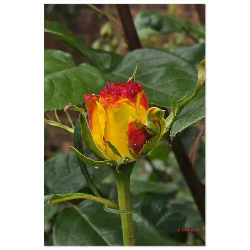 9d74ddff-48d5-46da-b90e-6a679c833e7b